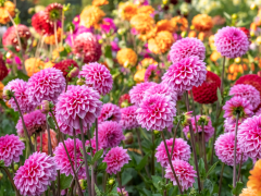 Highlighted image: De dahlia's staan te popelen!